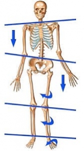 Skeleton Pelvis