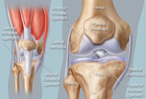 Knee Anatomy 